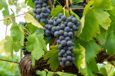 Le Gouvernement annonce un nouveau programme de soutien à la filière viticole
